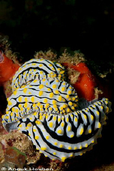 Phyllidia varicosa. Picture taken on the second reef off ... by Anouk Houben 
